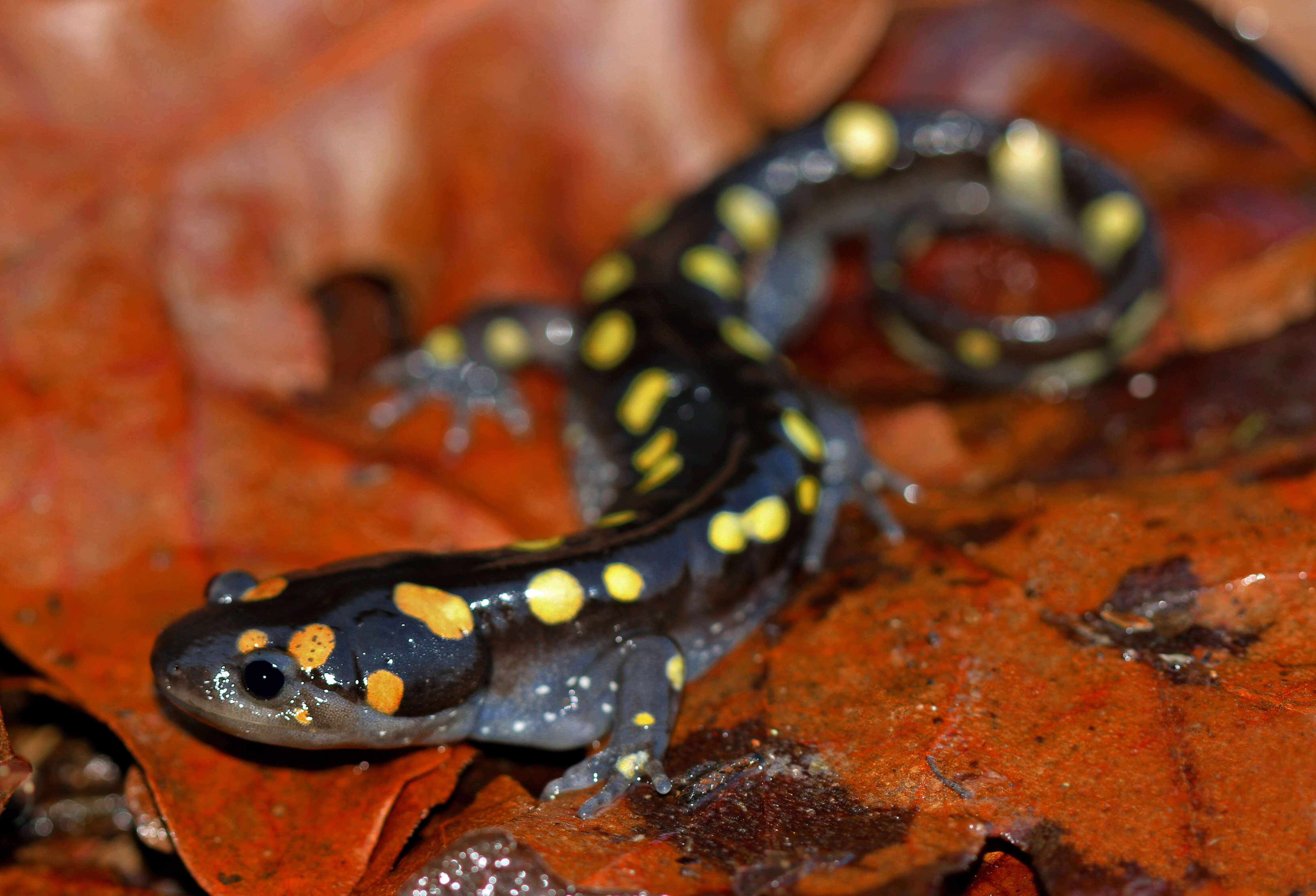 Слика од Ambystoma maculatum (Shaw 1802)