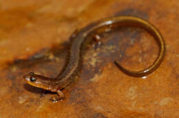 Image of Oklahoma Salamander