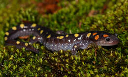 Слика од Ambystoma maculatum (Shaw 1802)