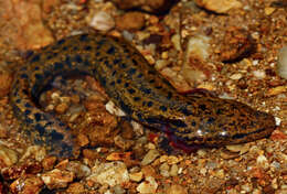 Image of Waterdogs & Mudpuppies