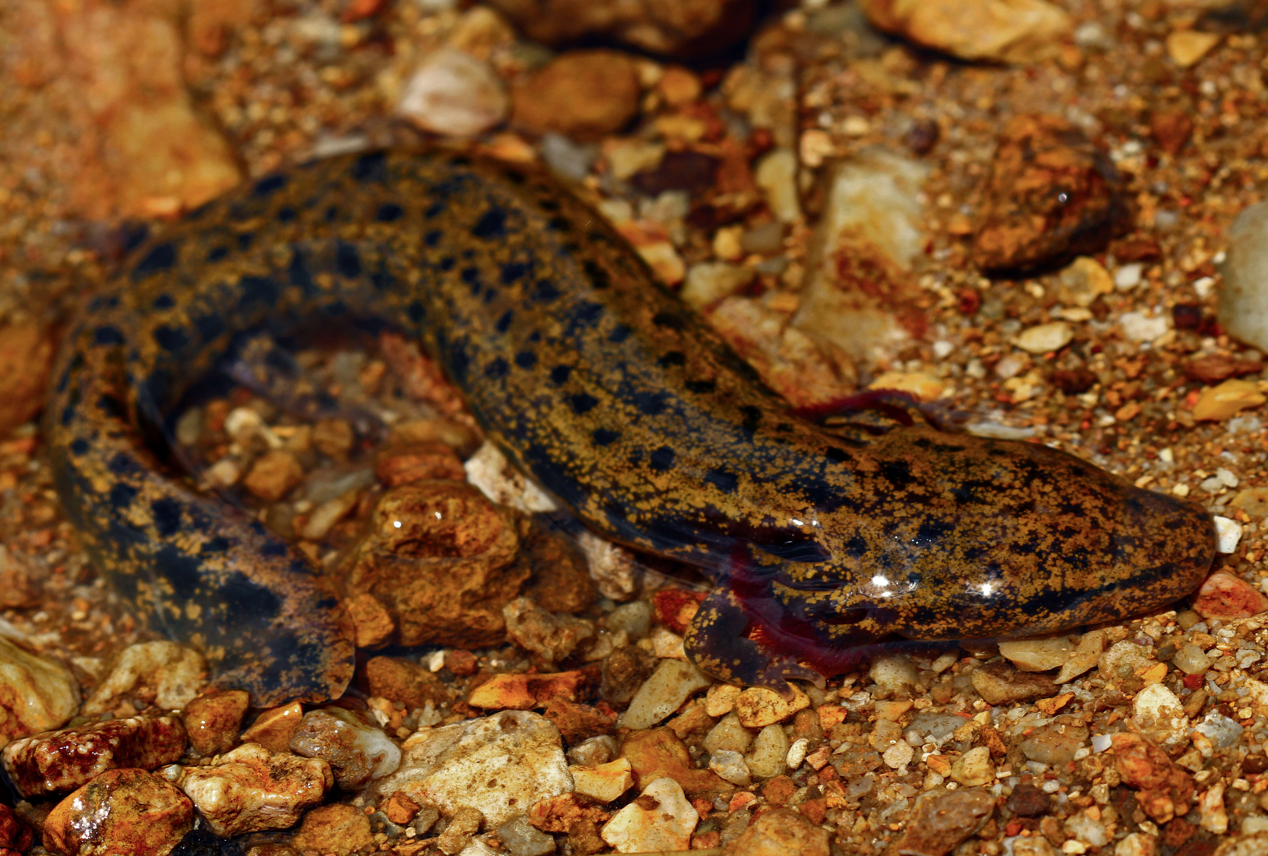 Image of Waterdogs & Mudpuppies