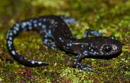 Image of Blue-spotted Salamander