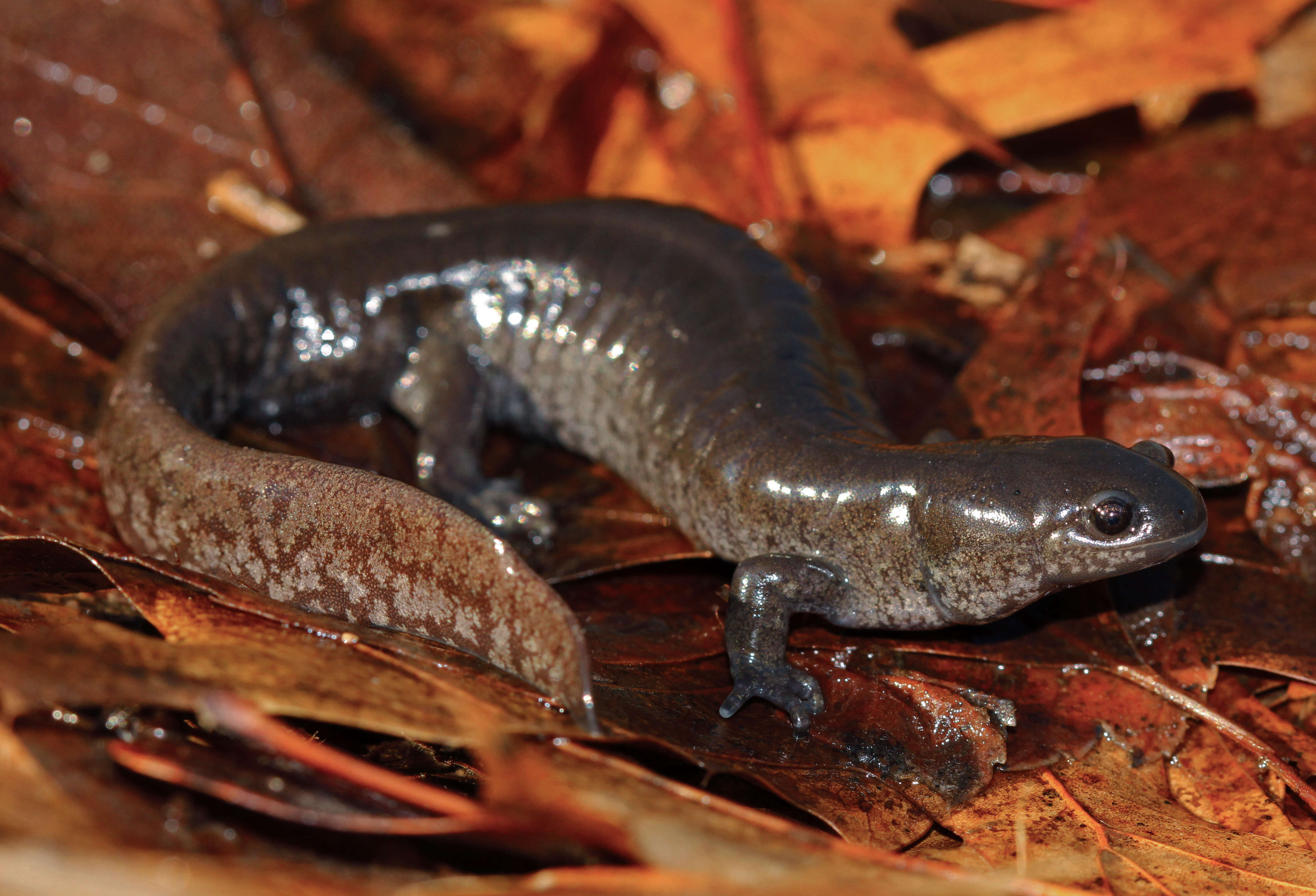 Image of Smallmouth Salamander