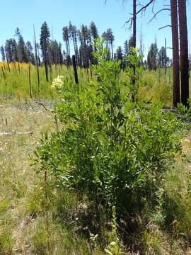 Image of Sambucus cerulea