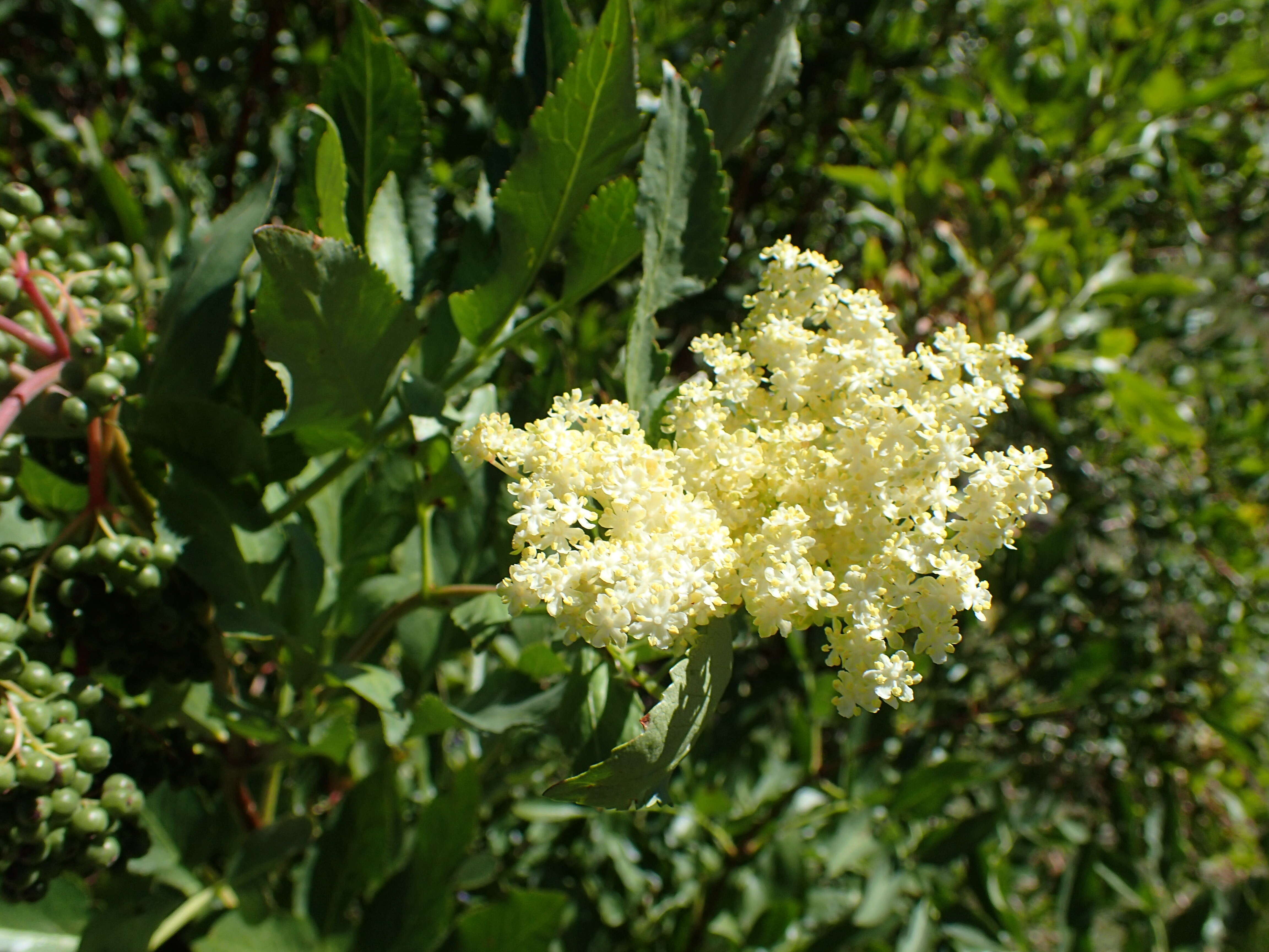 Image of Sambucus cerulea