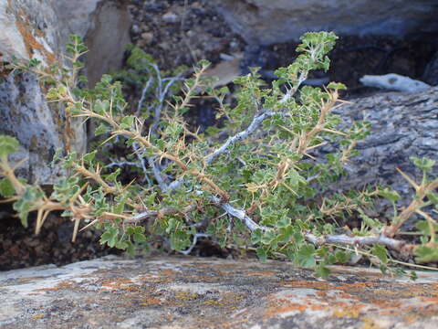 Image of desert gooseberry