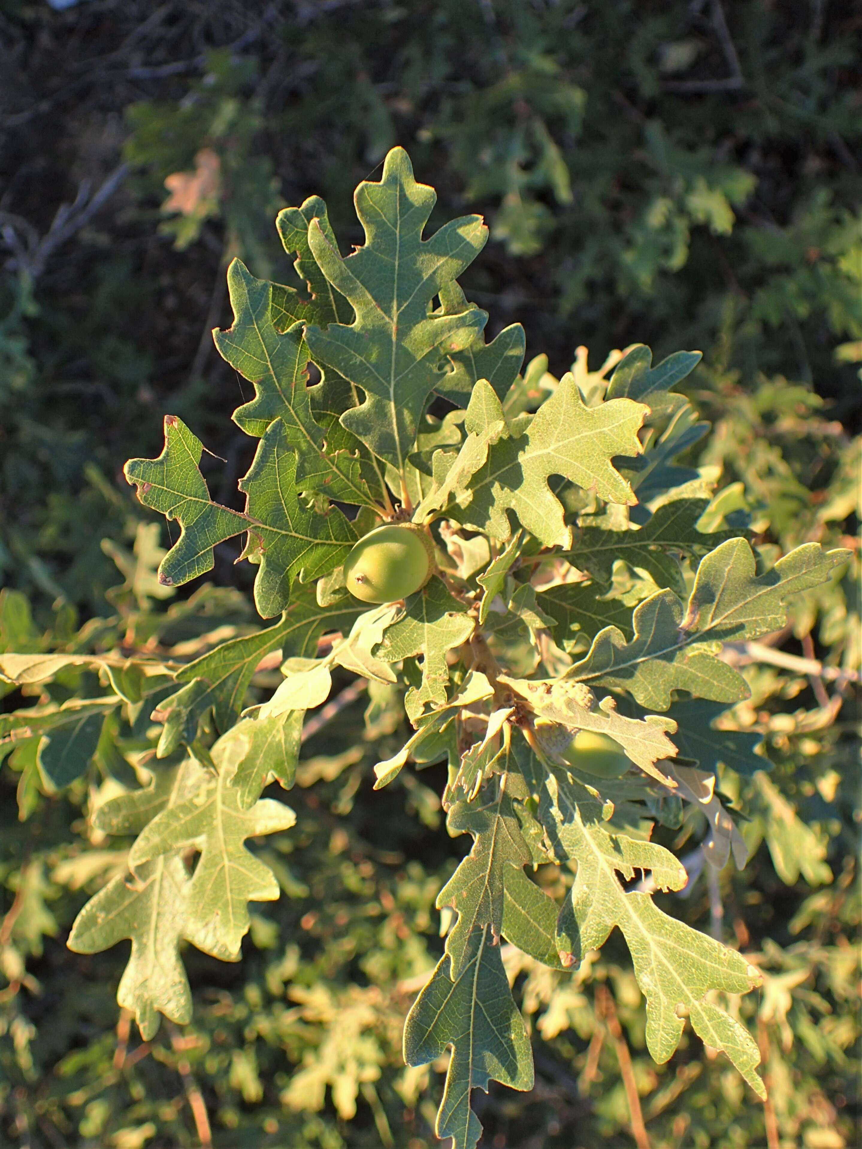 Image of Gambel Oak