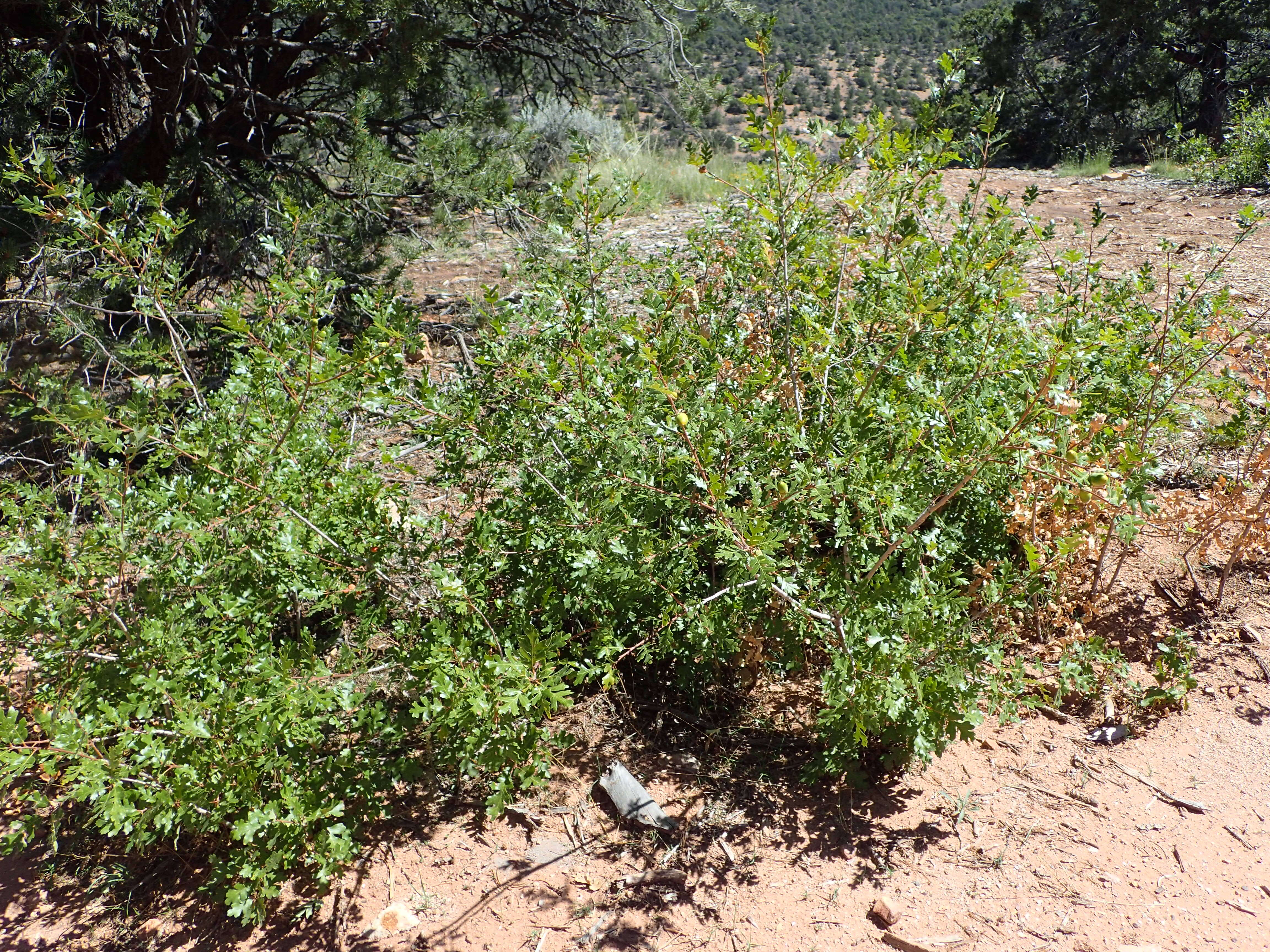 Image of Gambel Oak