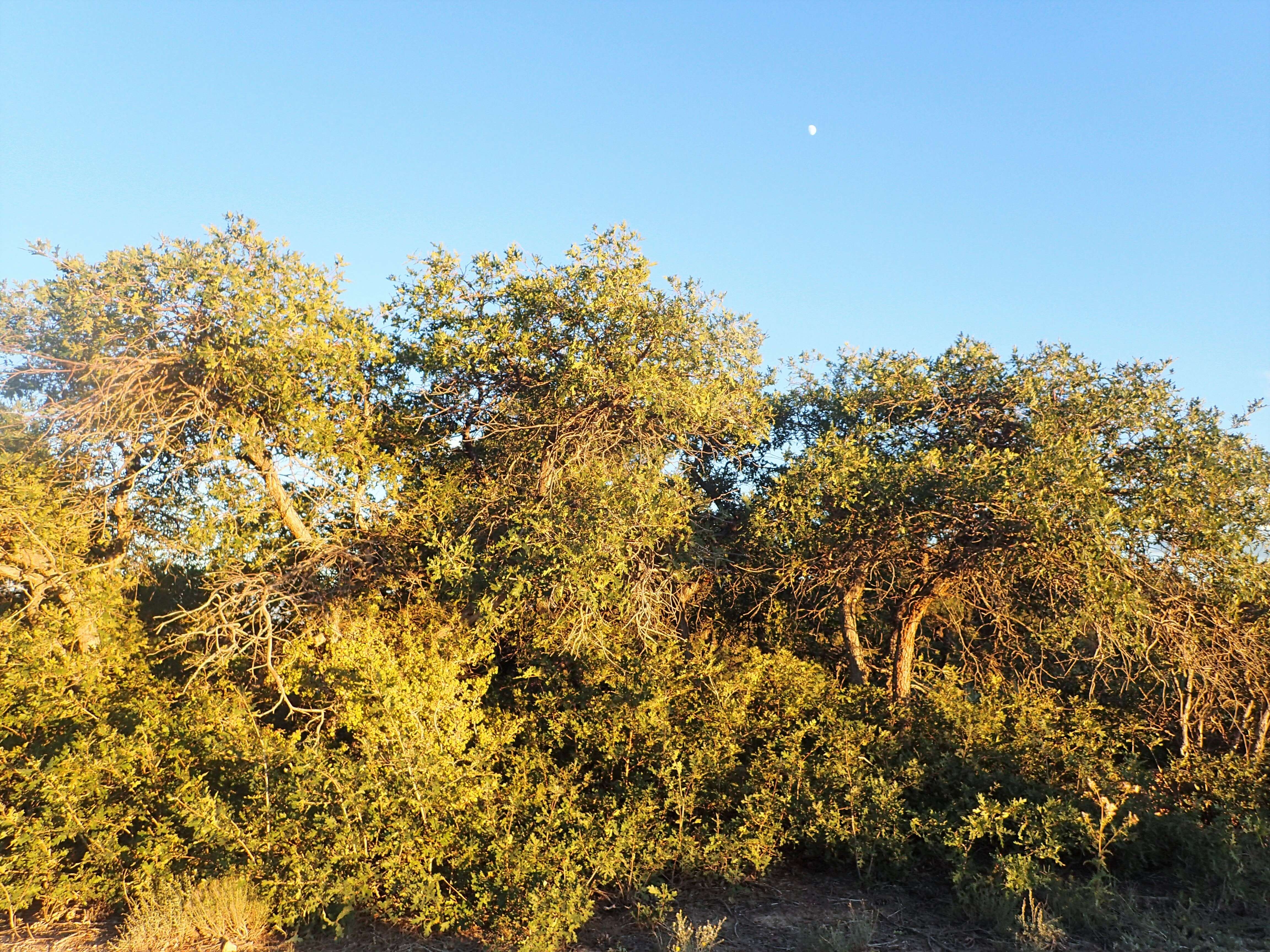 Image of Gambel Oak