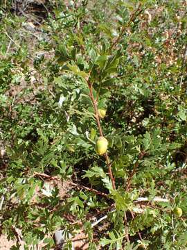 Image of Gambel Oak