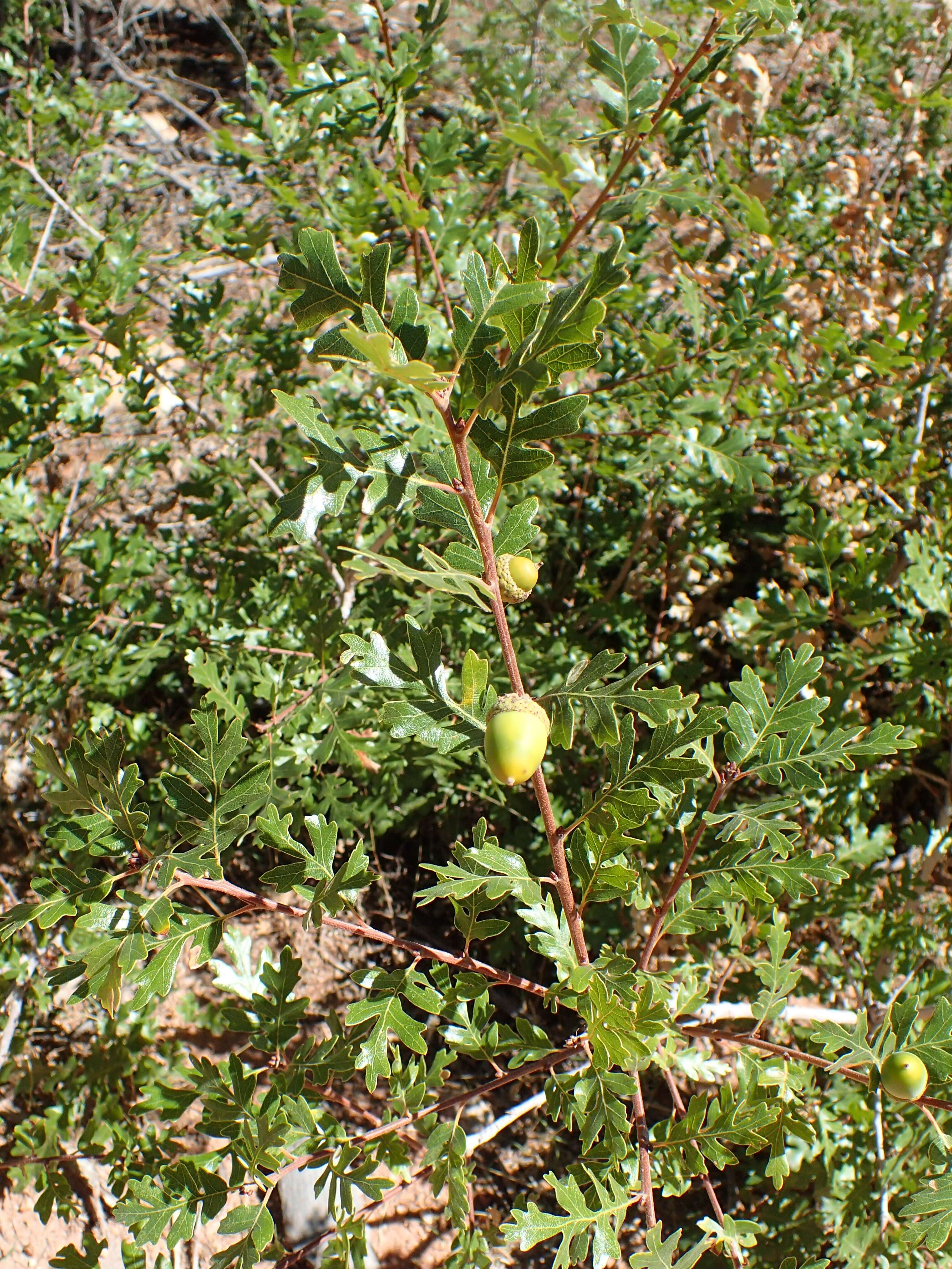 Image of Gambel Oak