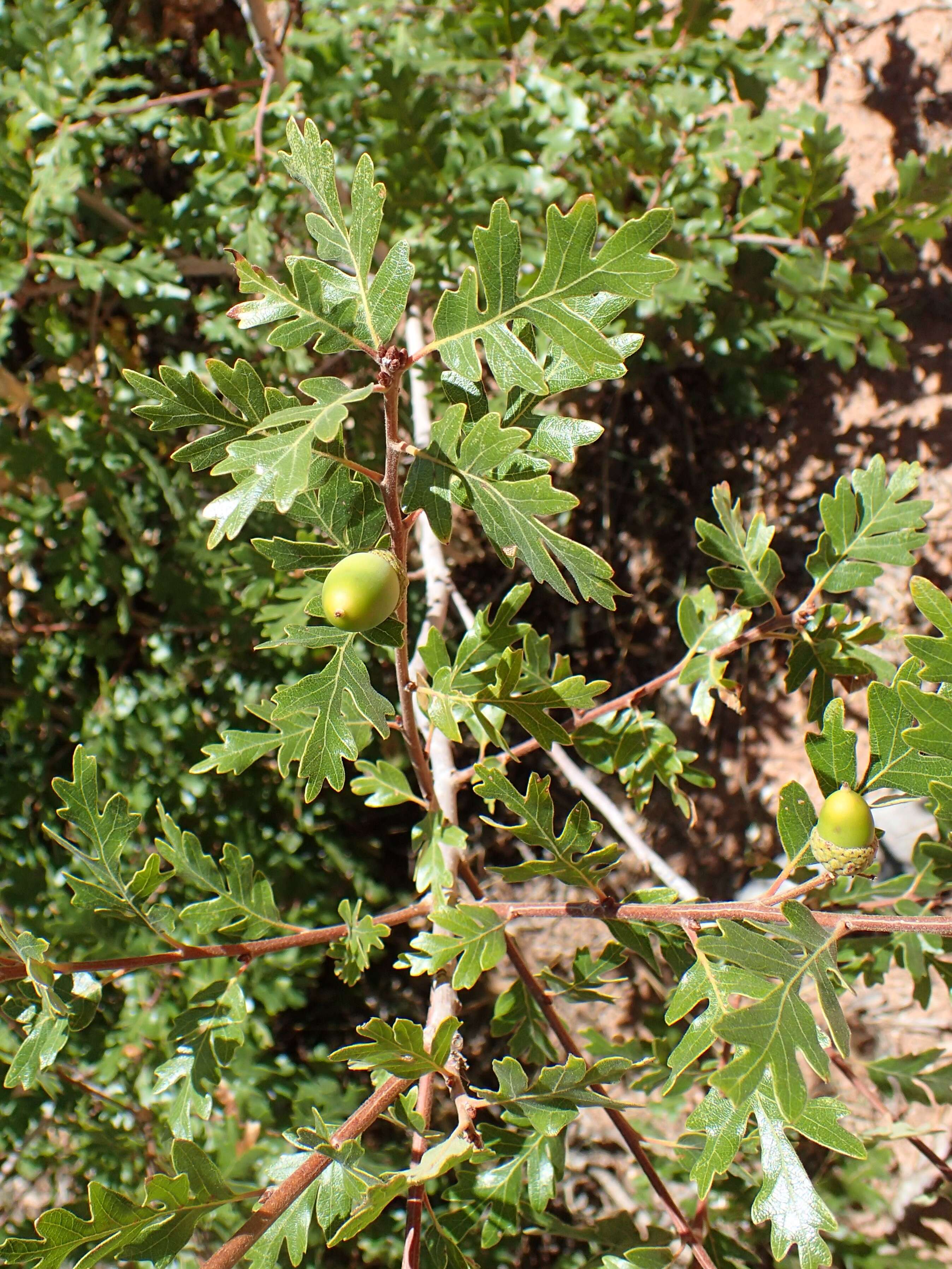 Image of Gambel Oak