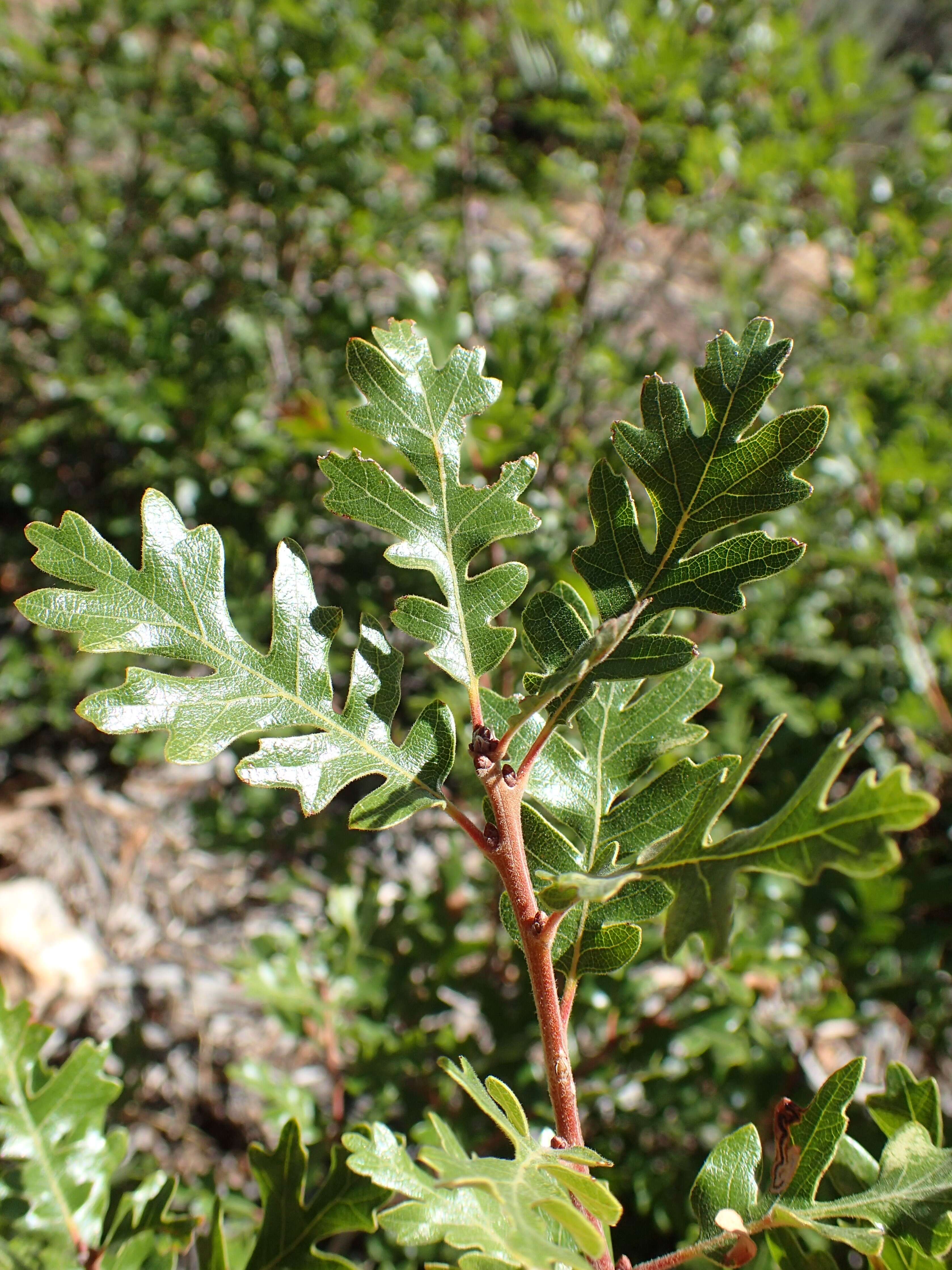 Image of Gambel Oak