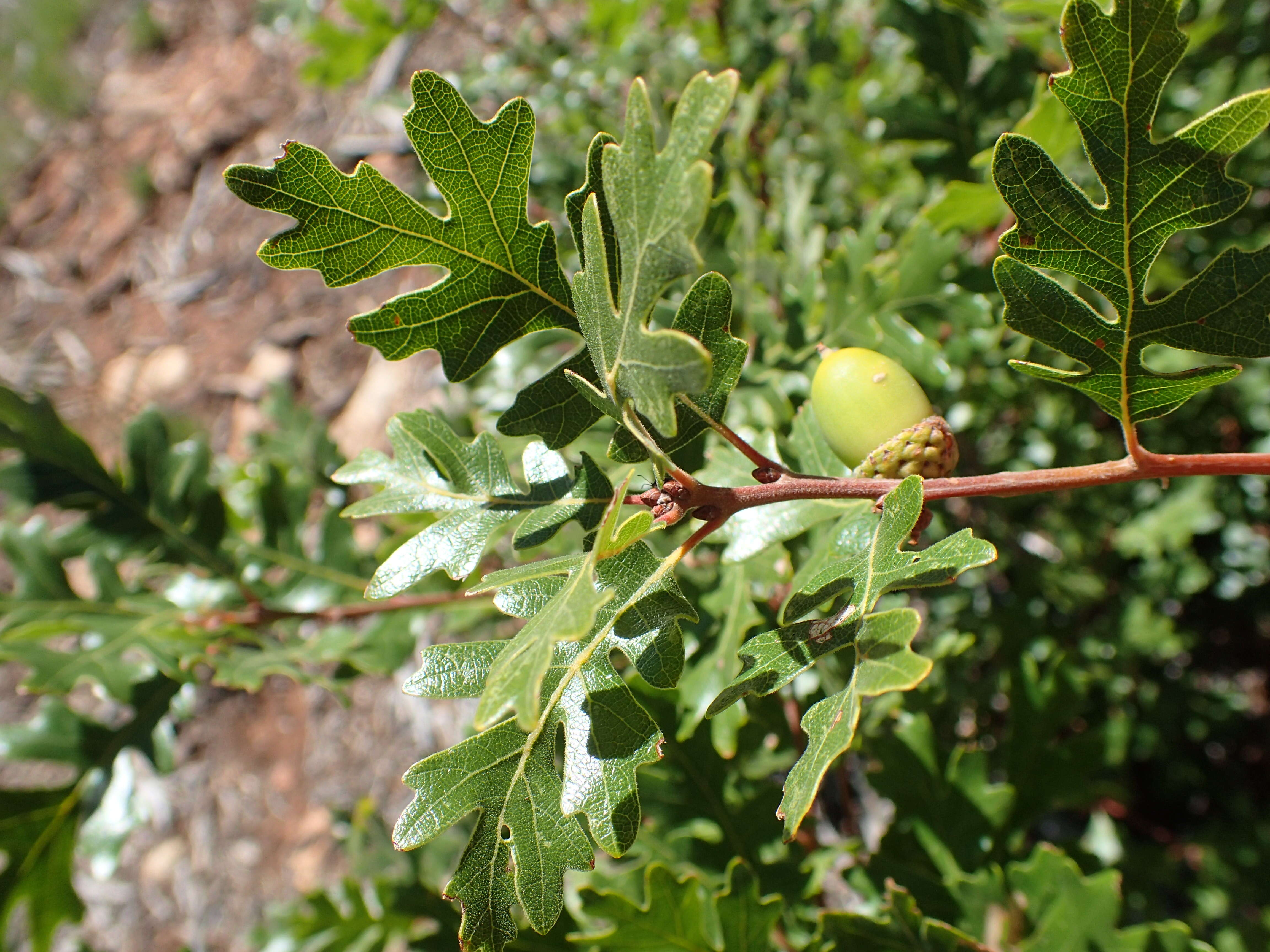 Image of Gambel Oak