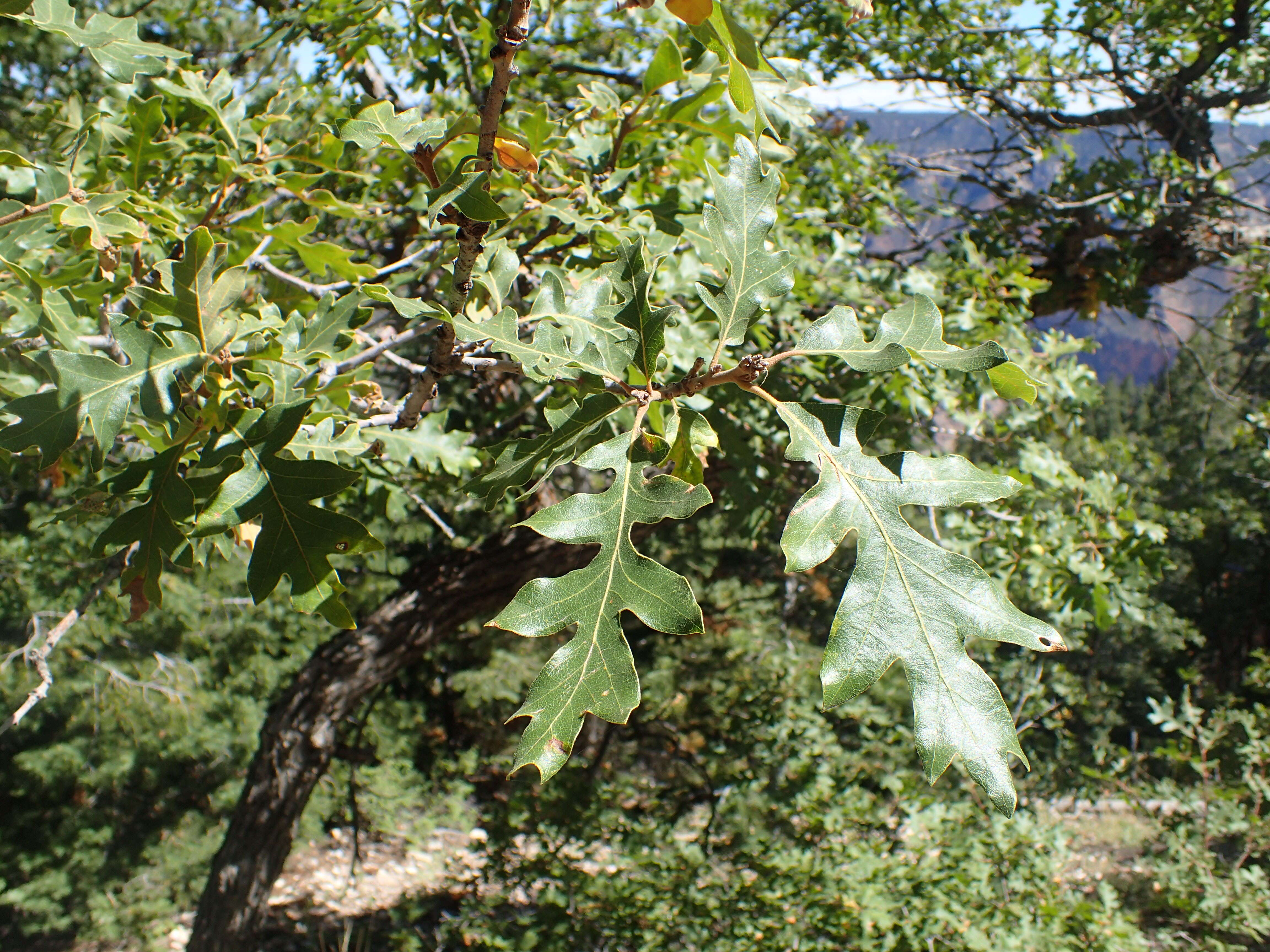 Image of Gambel Oak