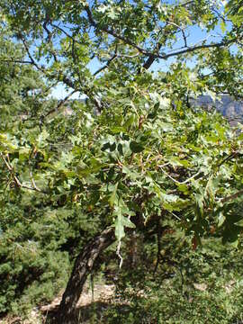 Image of Gambel Oak