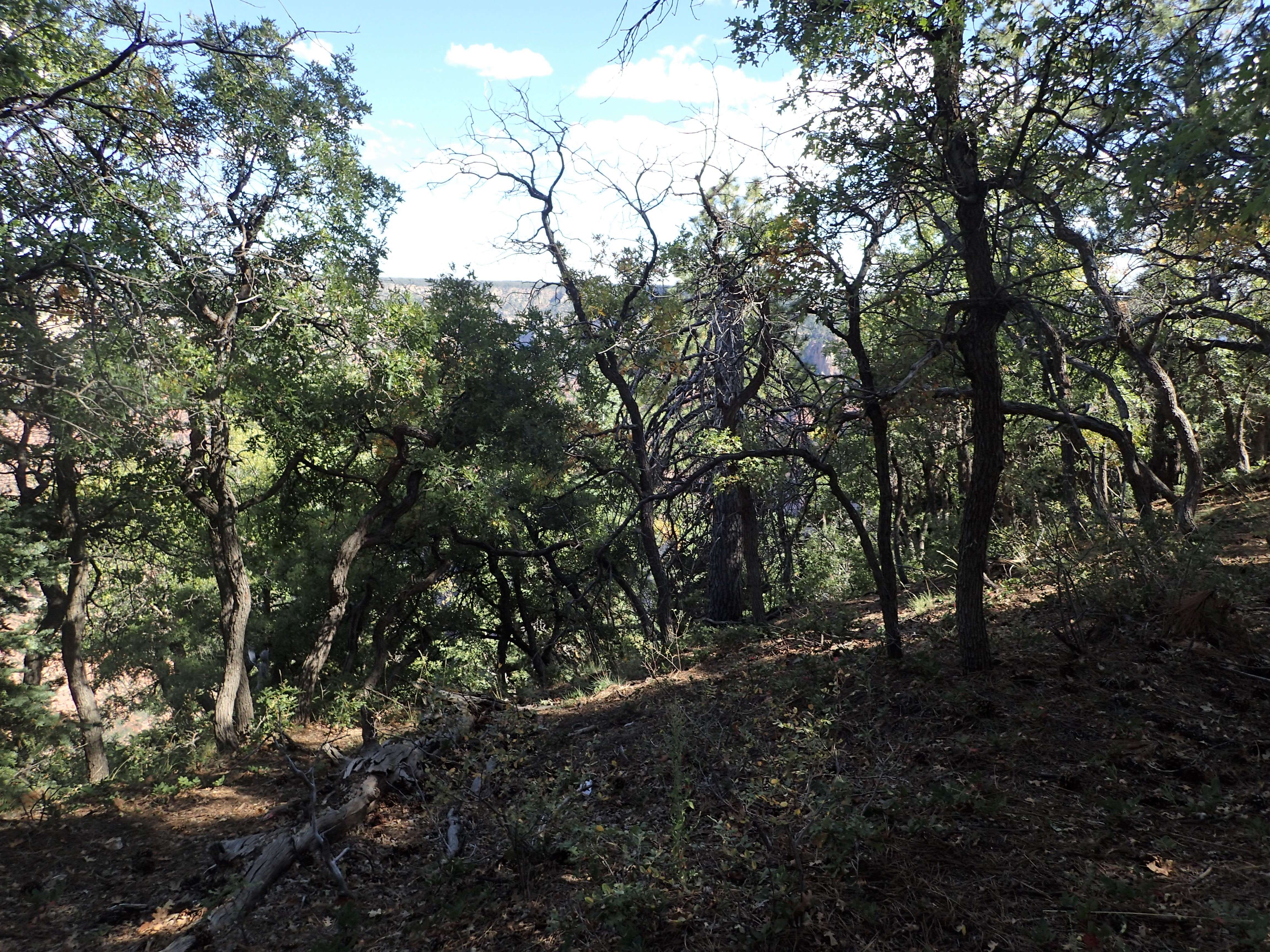 Image of Gambel Oak