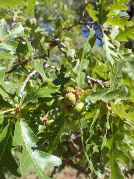 Image of Gambel Oak