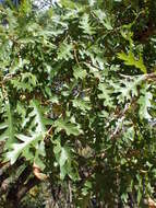 Image of Gambel Oak