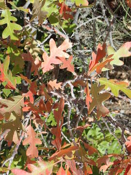 Image of Gambel Oak