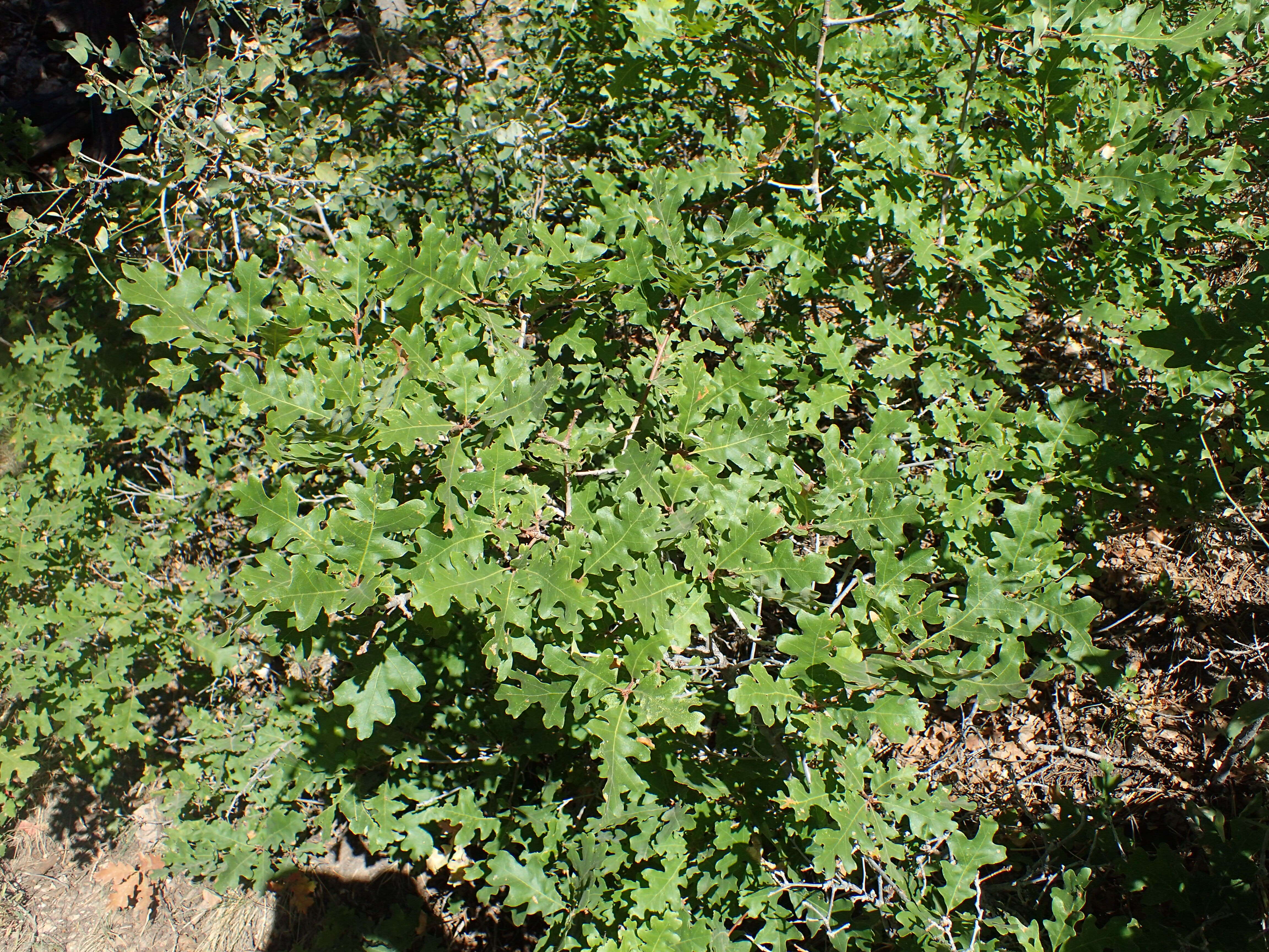 Image of Gambel Oak