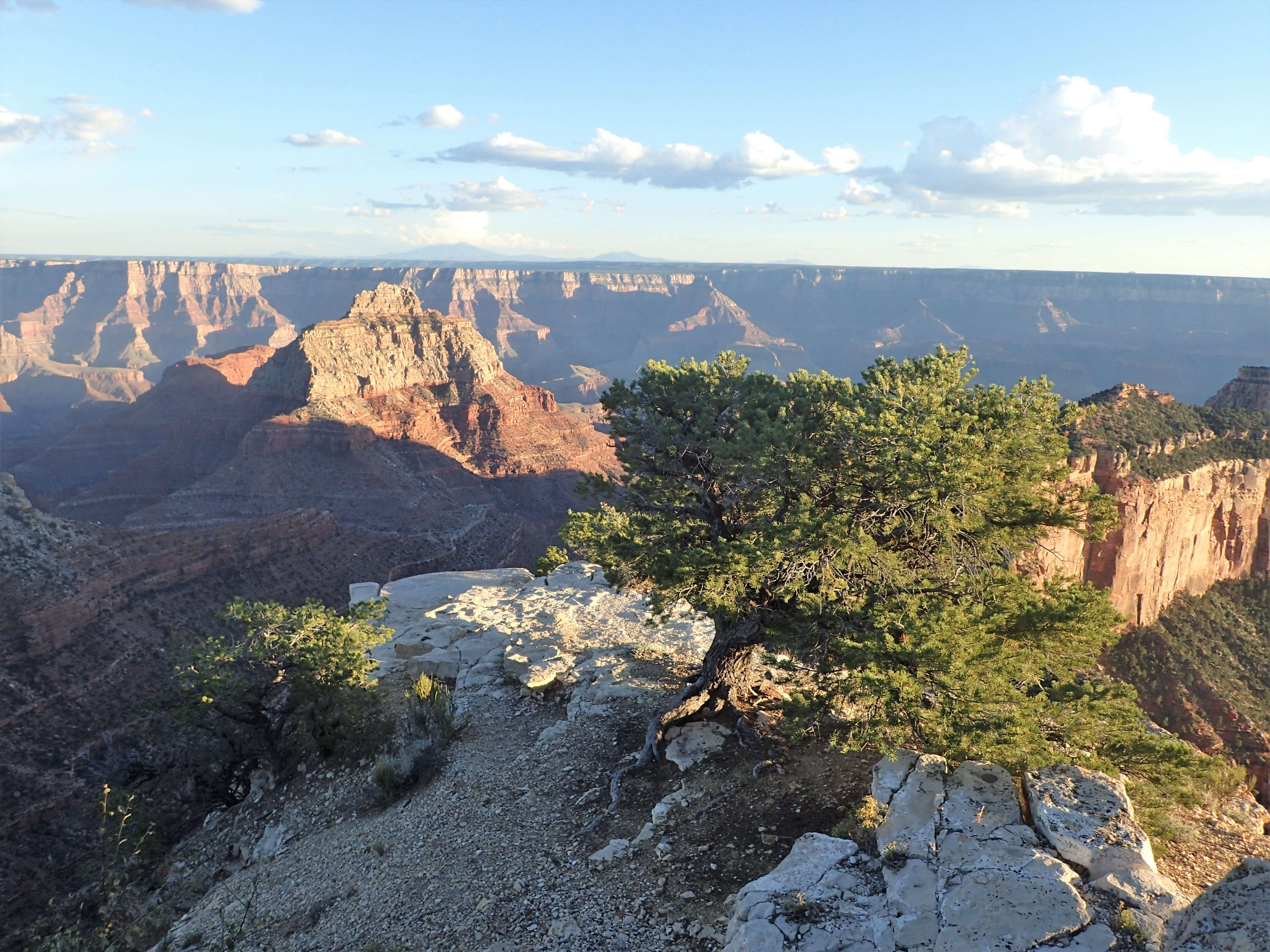 Image of Colorado Pinyon