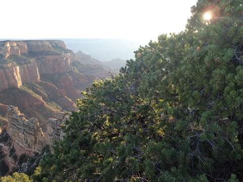 Image of Colorado Pinyon