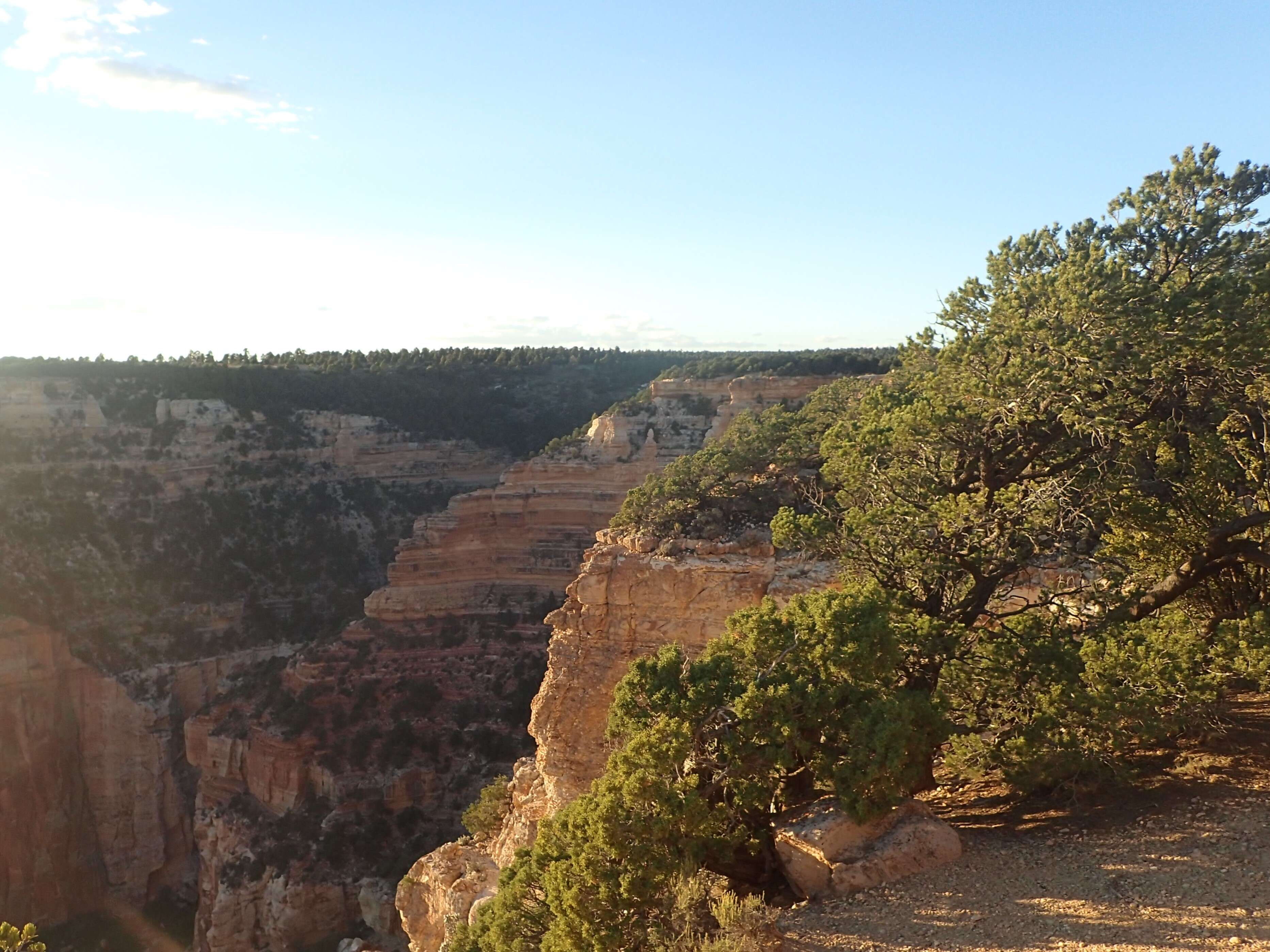 Image of Colorado Pinyon