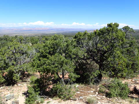 Image of Colorado Pinyon