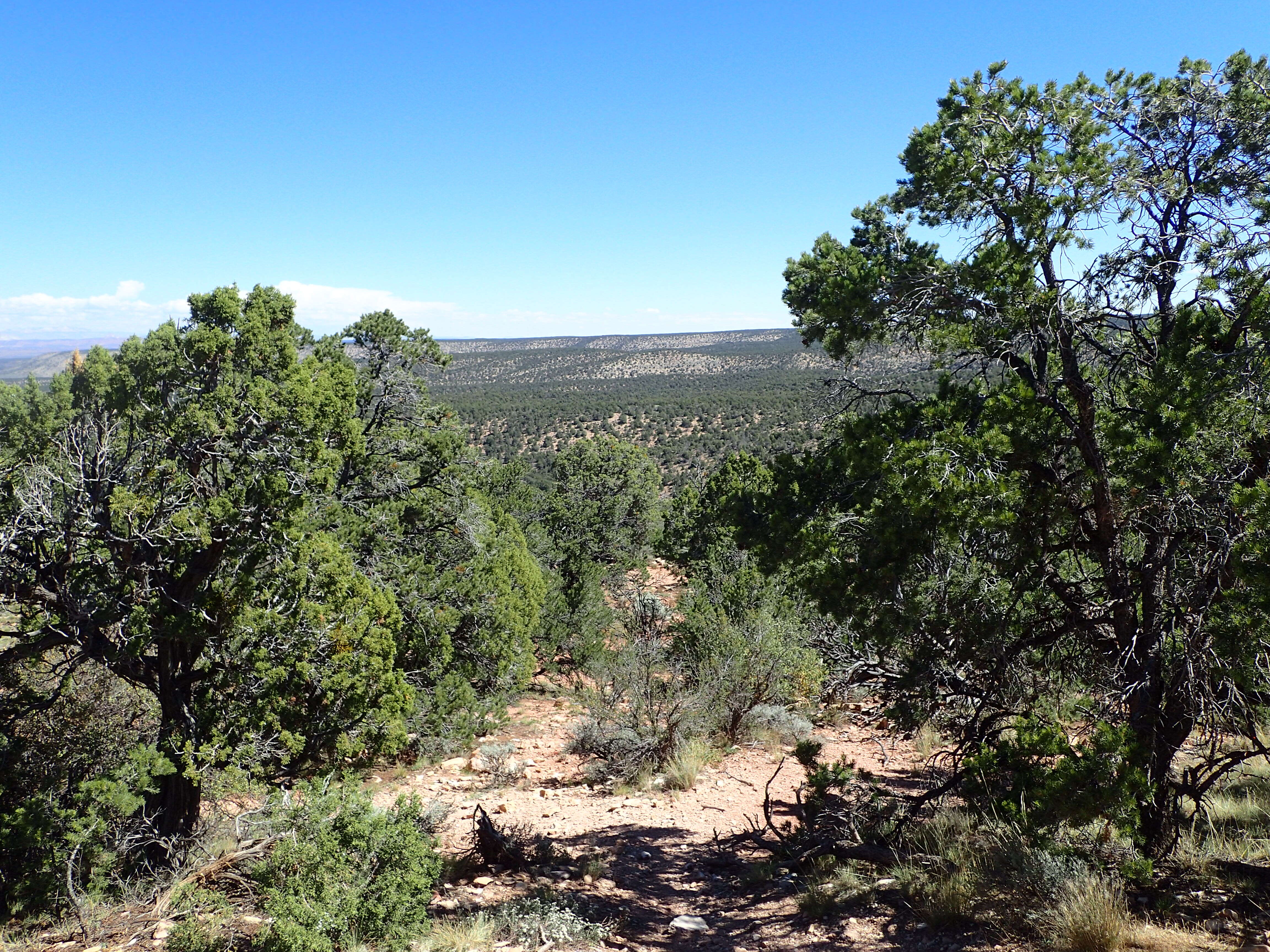 Image of Colorado Pinyon