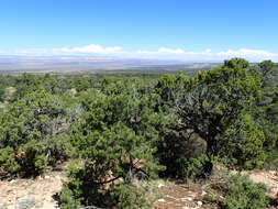Image of Colorado Pinyon