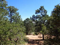 Image of Colorado Pinyon