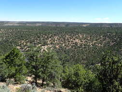 Image of Colorado Pinyon