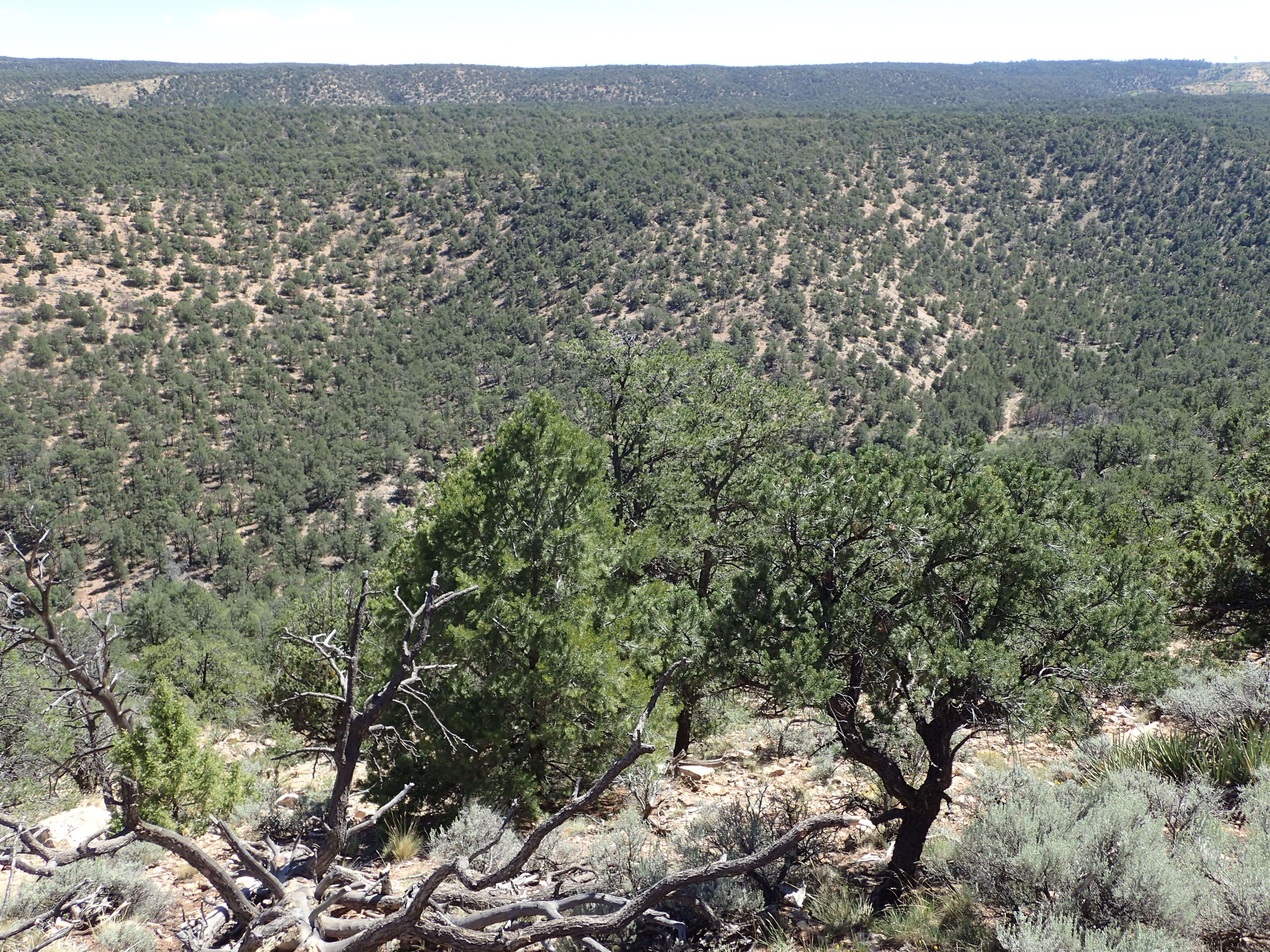 Image of Colorado Pinyon