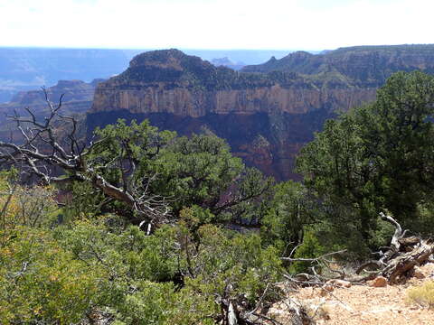 Image of Colorado Pinyon