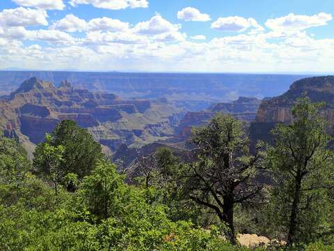 Image of Colorado Pinyon