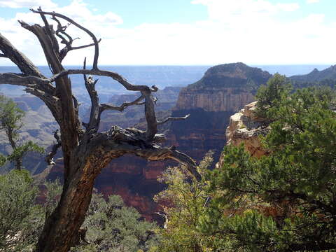 Image of Colorado Pinyon