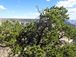 Image of Colorado Pinyon