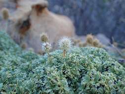 Image of mat rockspirea