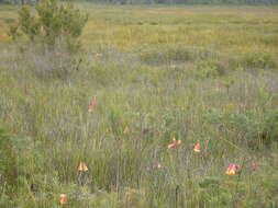 Слика од Blandfordia grandiflora R. Br.