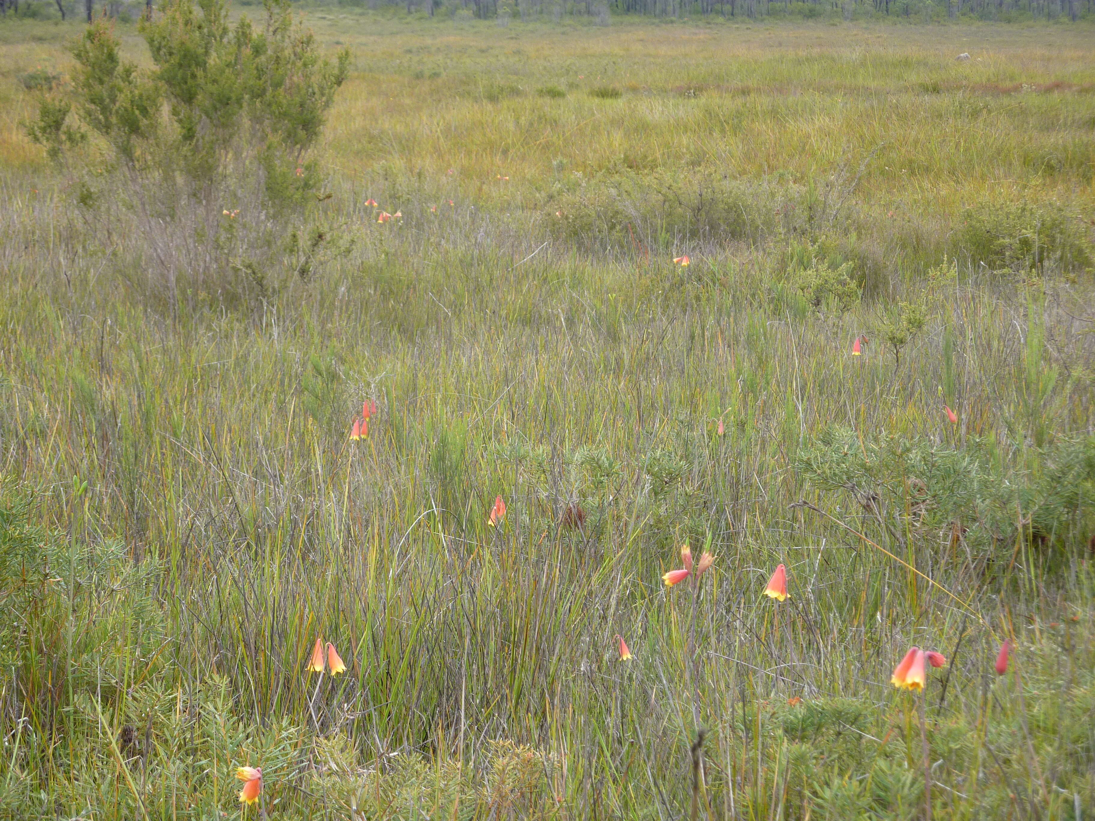 Image of Blandfordia grandiflora R. Br.