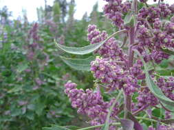 Image of quinoa