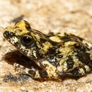Image of Quirimbas Mongrel Frog