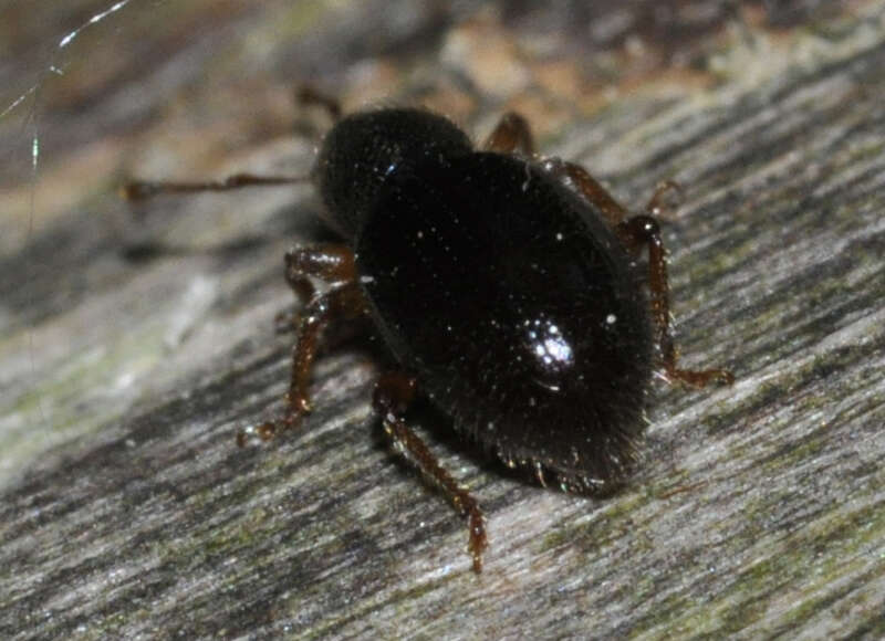 Image of Barypeithes pellucidus