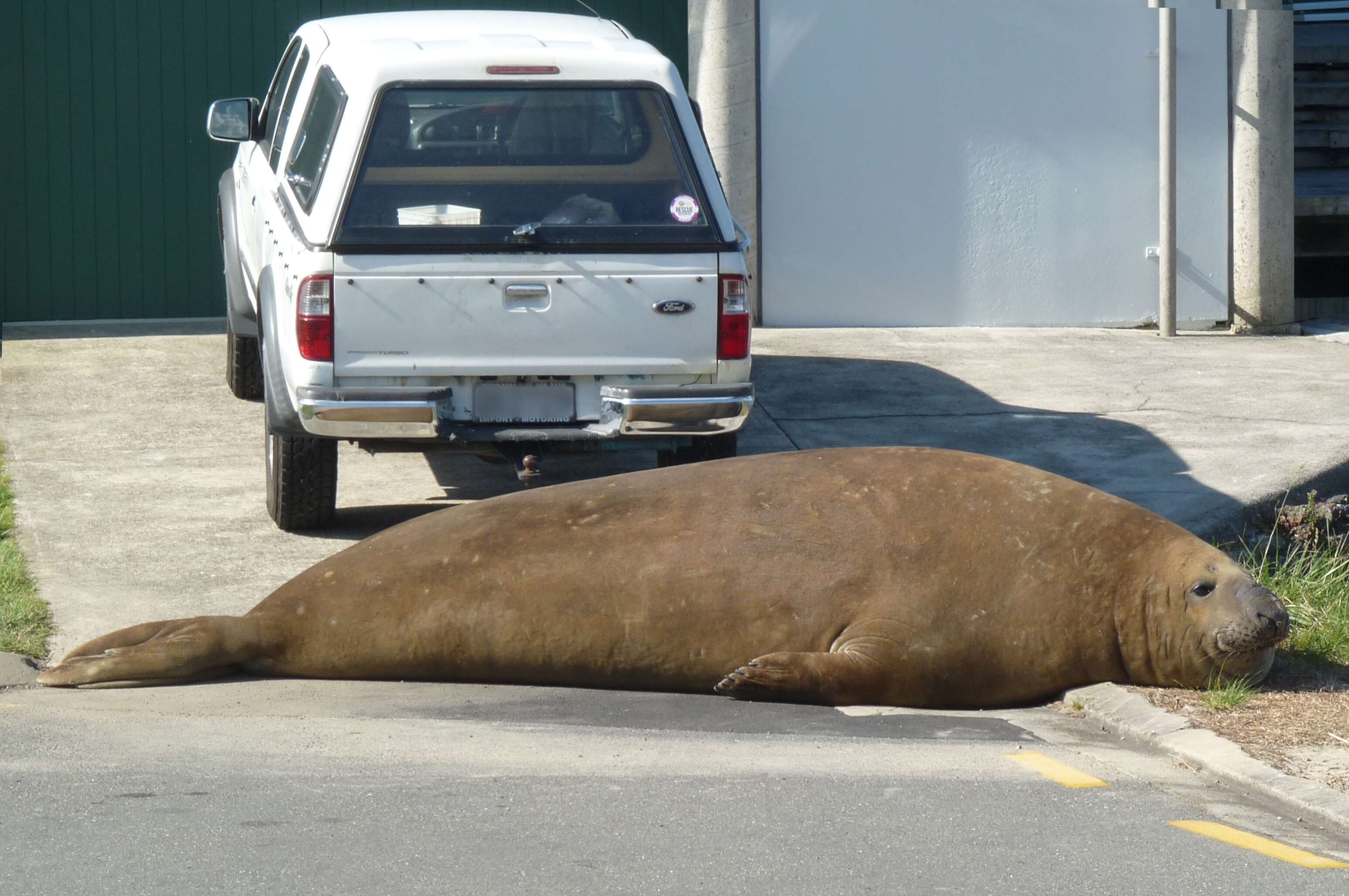 Image of South Atlantic Elephant-seal