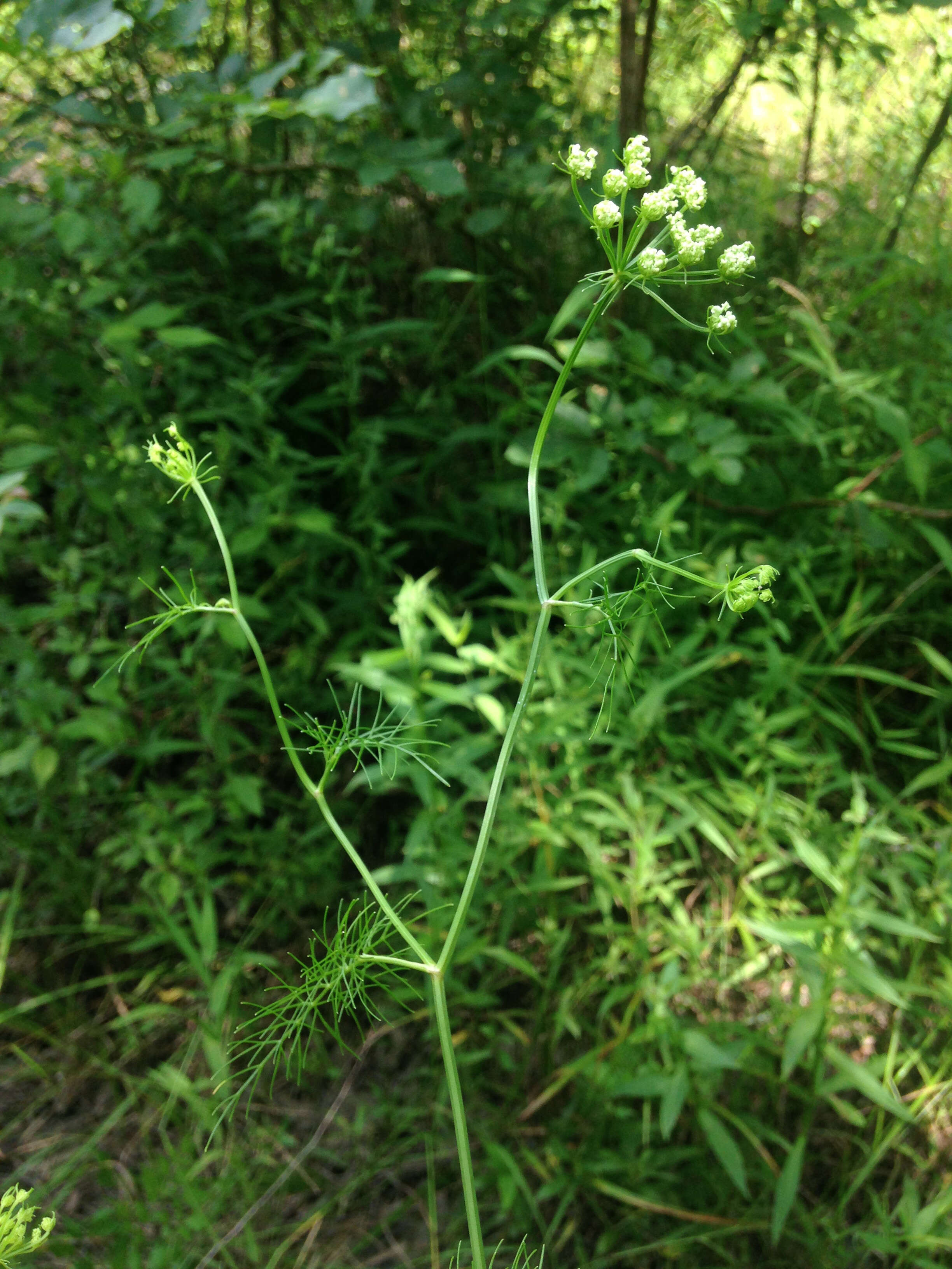 Image of mock bishopweed