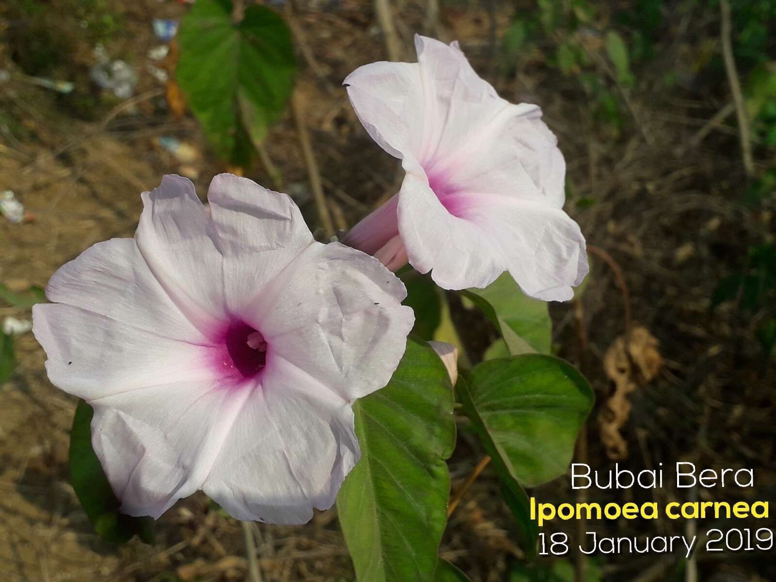 Слика од Ipomoea carnea Jacq.