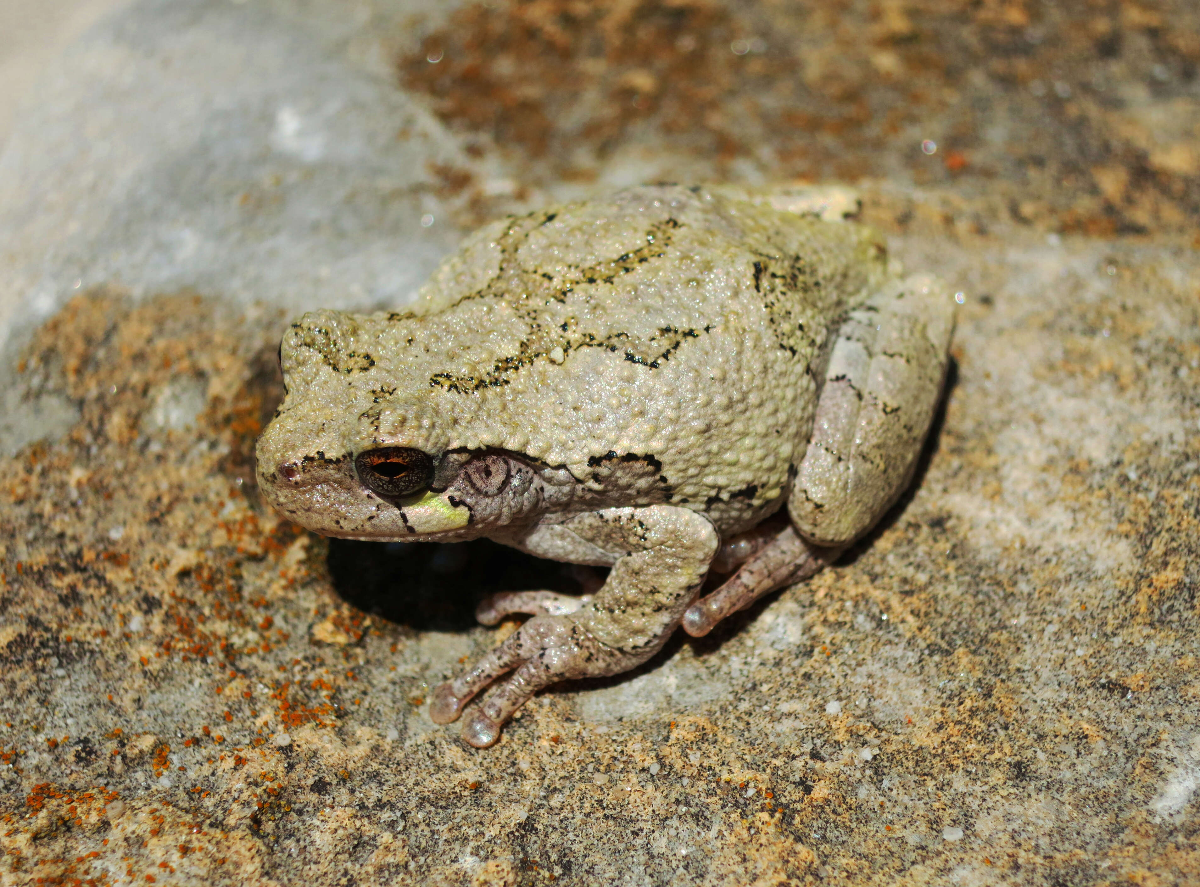 Image of Gray Treefrog