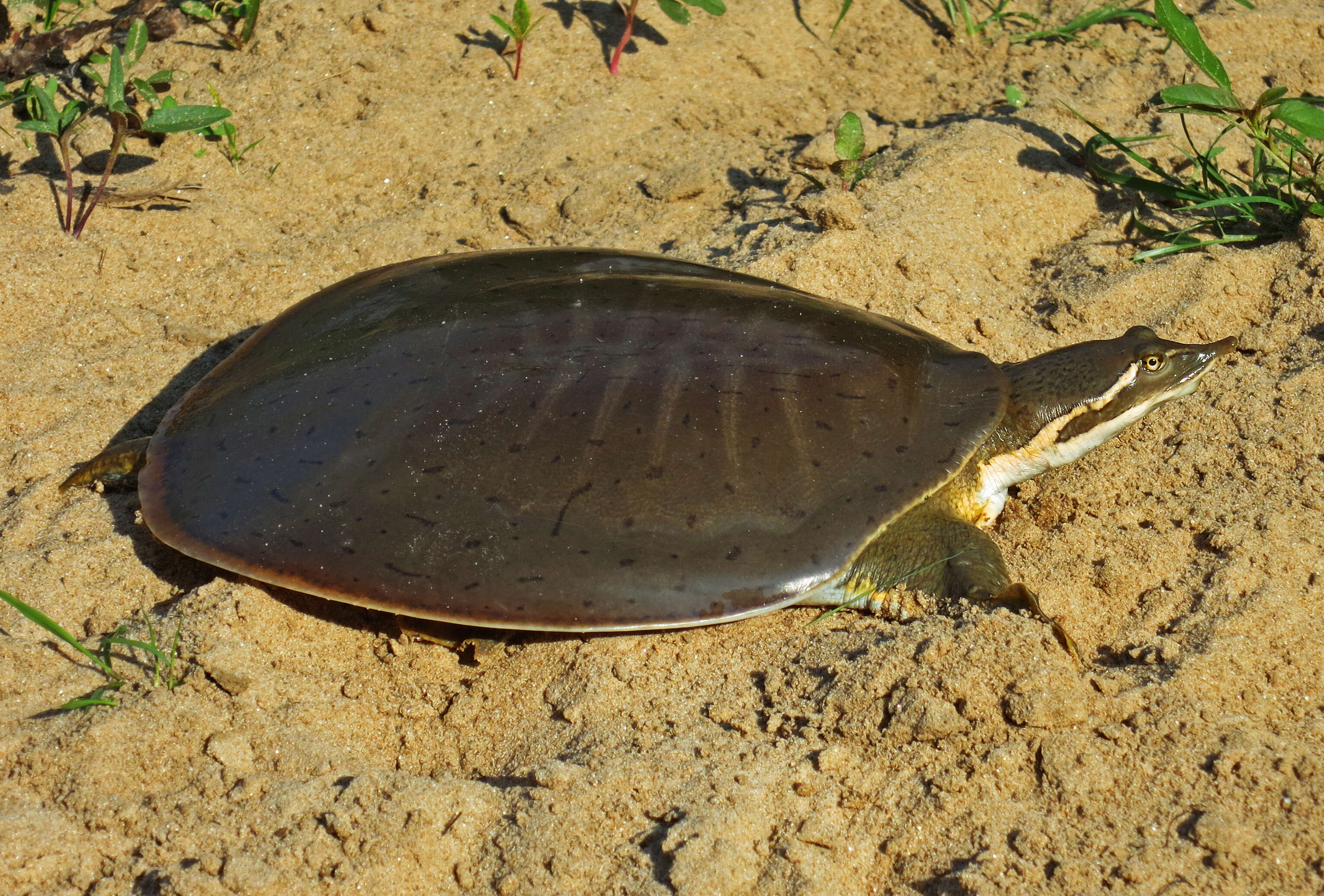 Image of Smooth Softshell Turtle