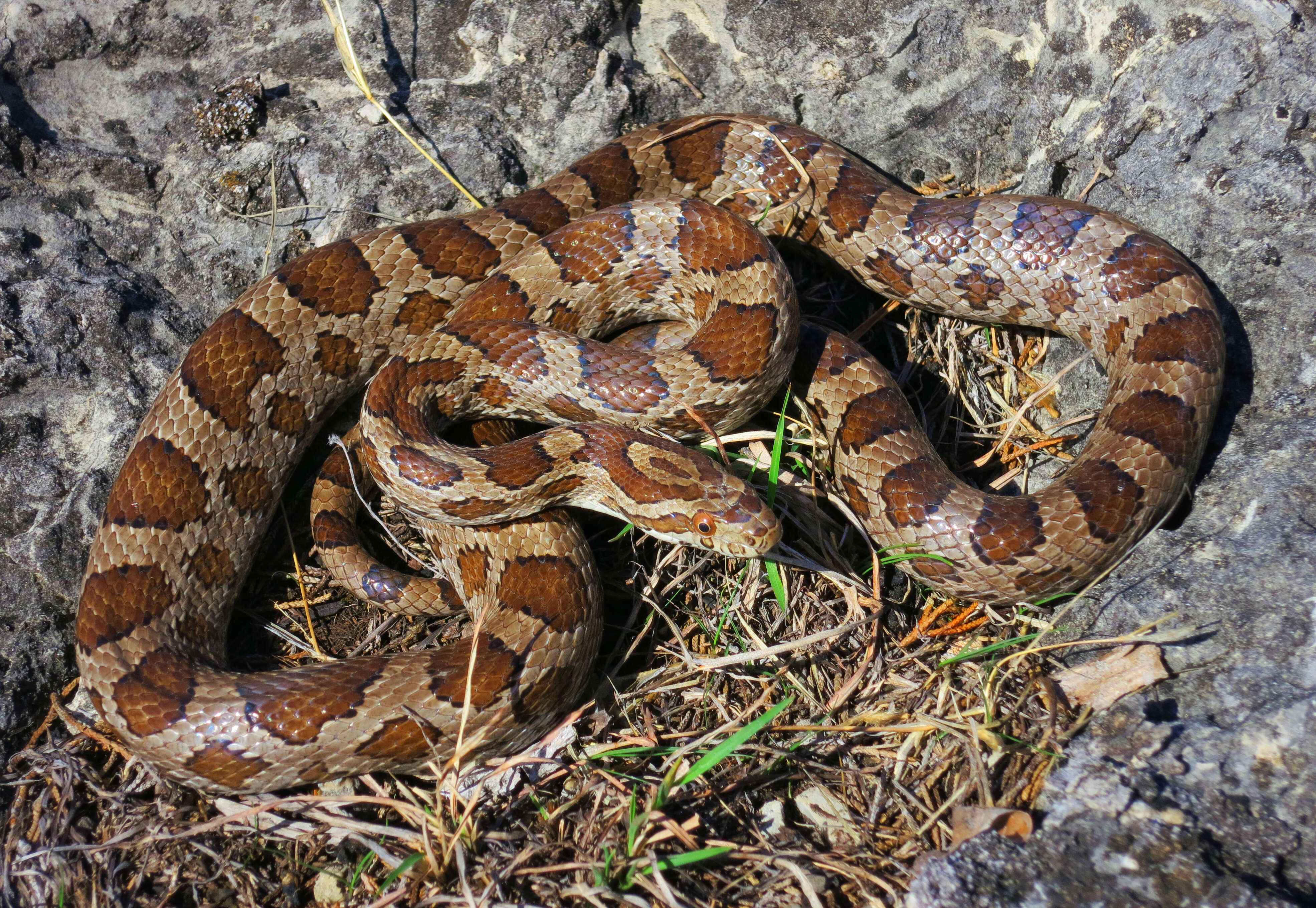 Image of Great Plains Rat Snake